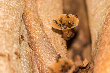 Stingless bees, Also Known as meliponines, come and go via the beeswax tube that is the entrance to their hive. Class: Insecta, Order: Hymenoptera,Family: Apidae, Subfamily: Apinae,Tribe: Meliponini.