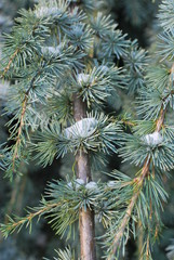 Fototapeta premium Nadelbaum im Winter mit Schnee