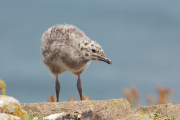 kittiwake north sea farne island eating 