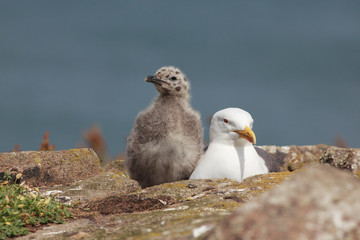 kittiwake north sea farne island eating 