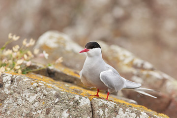 Common tern north sea farne island