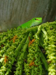 Gecko on top of palm tree