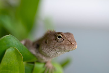 Close up Lizard in nature.