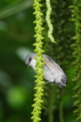 Gray waxbill perching on liana of palm tree