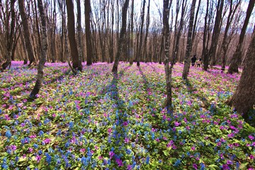エゾエンゴサクとカタクリ８　北海道