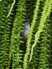 Gray bird in green background of palm tree