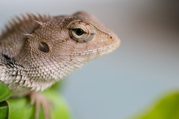 Close up Lizard in nature.