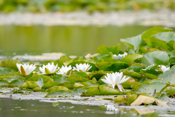 European white water lily, Nymphaea alba in full bloom a lake, England