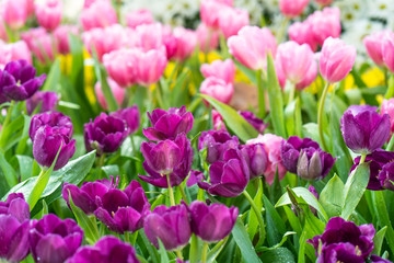 pink and purple tulips