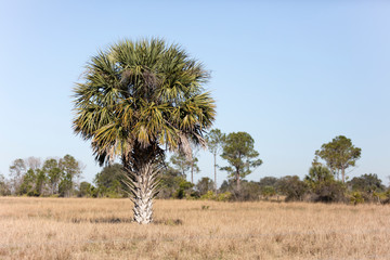 beautiful farmland in central Florida