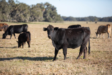 Naklejka na ściany i meble Cattle on a Florida Farm