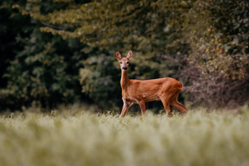 European deer in evening. European roe deer surrounded by grass and forest. Roe deer wildlife