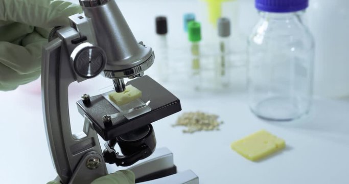 food inspection gmo concept - scientist inspecting cheese quality with microscope in lab