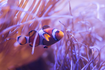 Naklejka na ściany i meble ocellaris clownfish, clown anemonefish, clownfish, false percula clownfish