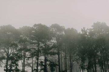 Fototapeta na wymiar Beautiful pine trees on the mountain through pine forest autumn mist