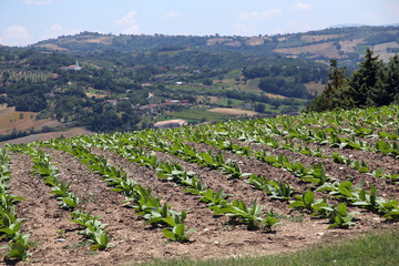 Fototapeta na wymiar piantagione e campo di tabacco in italia