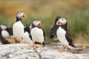 Puffin Farne Island