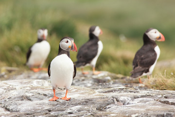 Puffin Farne Island