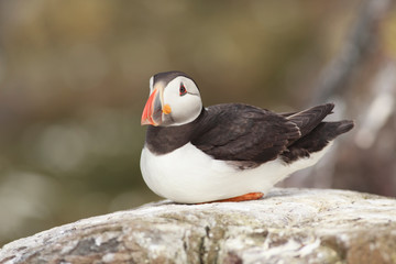 Puffin Farne Island