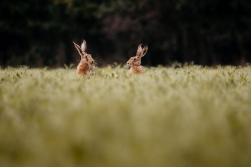 European hare sitting in grass at evening