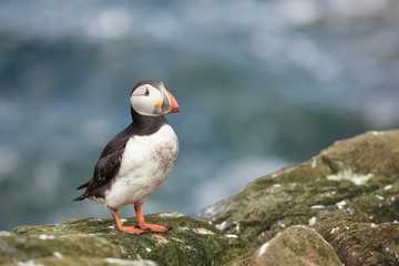 Puffin Farne Island