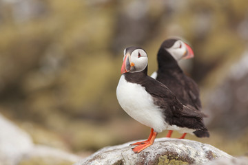 Puffin Farne Island