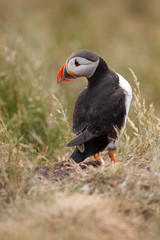 Puffin Farne Island