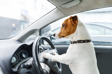 Small dog steers the car. Jack Rassell terrier take wheel.