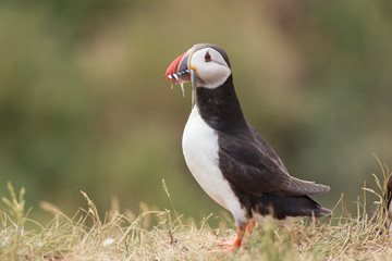 Puffin Farne Island