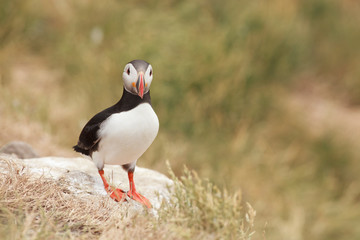 Puffin Farne Island