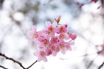 Cherry blossom flowers , sakura flowers on nature background.