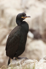 Mediterraneam Shags  tufted cormorants in farne island north sea england
