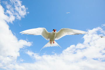 Common tern north sea farne island