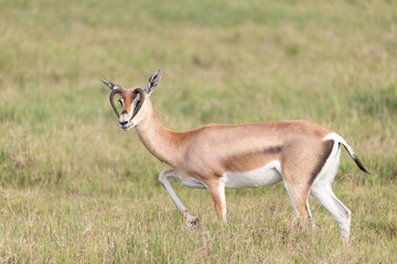Gazelle with mutated horns in Tanzania