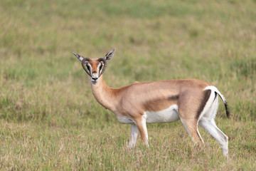 Gazelle with mutated horns in Tanzania
