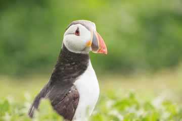 Puffin Farne Island
