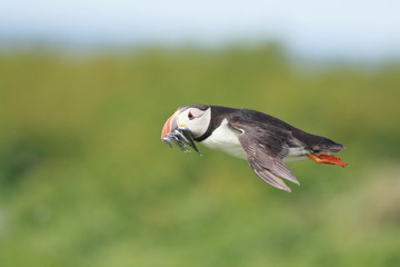 Puffin Farne Island