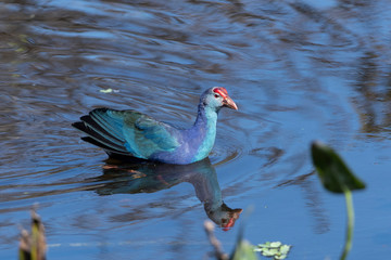 Invasive non-native grey headed swamphen in Florida Marsh