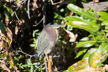 Green Heron in a Florida Marsh