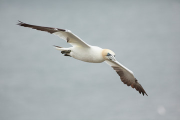 gannet bird bass rock farne island north sea
