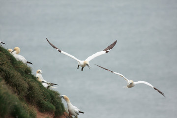 gannet bird bass rock farne island north sea