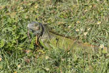 Invasive Green Iguana in Florida Marsh
