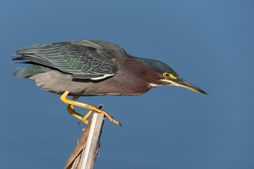 Green Heron in a Florida Marsh