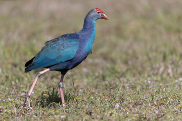 Invasive non-native grey headed swamphen in Florida Marsh
