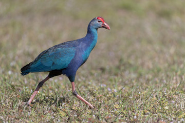 Invasive non-native grey headed swamphen in Florida Marsh