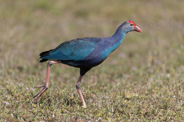 Invasive non-native grey headed swamphen in Florida Marsh