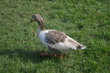 goose on grass
