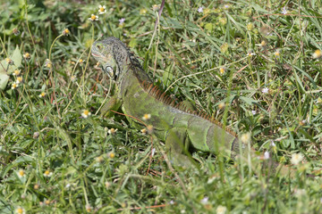 Invasive Green Iguana in Florida Marsh