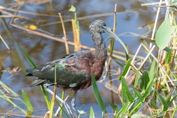 Glossy Ibis in a Florida Marsh