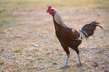 Gamecocks Thailand beautiful walk in the meadow